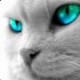 Benutzeravatar